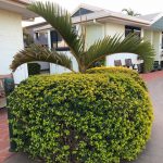Plant — Motels in Moranbah, QLD