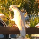 Bird — Motels in Moranbah, QLD